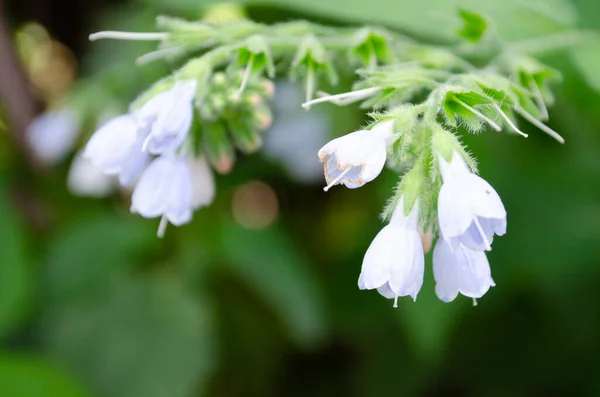 Yeşil arkaplanda çan çiçekli makro yakın plan