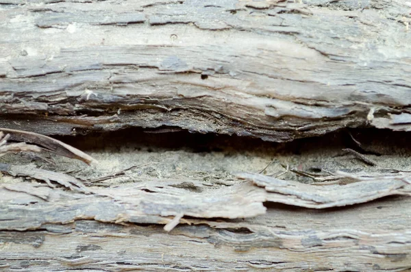 Ağaç dokusunun hafif kabuğu.