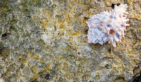 Yeşil yosunlu eski sarı kireçtaşı duvar ve benekli deniz kabuğu