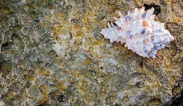 Yeşil yosunlu eski sarı kireçtaşı duvar ve benekli deniz kabuğu