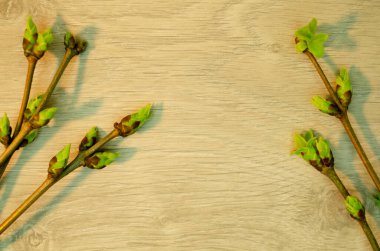 Sarı panoların arka planında leylak dallar