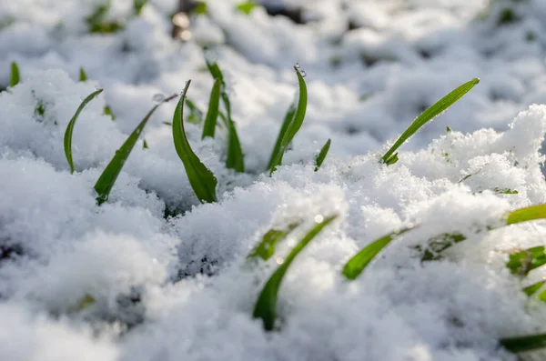 Kışın kabarık kar ve yeşil çimlerle kaplı zemin.