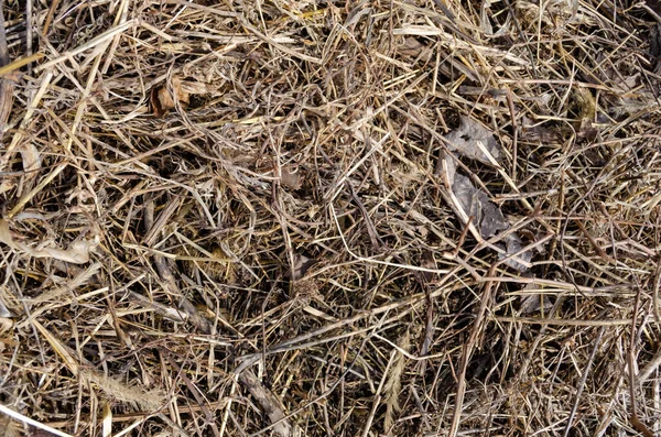 Kuru kırmızı saman ve yapraklar sonbaharda yerde