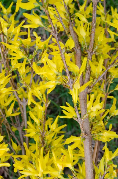 Sarı çalılarla İlkbaharda Forsythia çiçekleri yakın plan