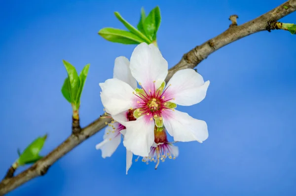 Çiçek açan badem dalları mavi arka planda çiçek açan yapraklar