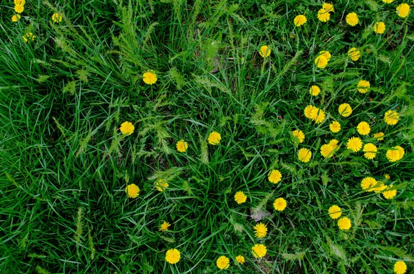 Baharda çiçek açan sarı karahindiba yeşil çayır manzaralı yakın plan