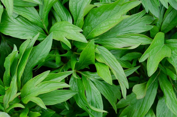 Kapalı bahar şakayıkları yeşil yapraklı duvar kağıdı desenli