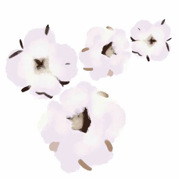 Хлопок Цветы Пушистый Деликатный Хлопок Цветок Белый Цветок Ваты Белый — стоковое фото