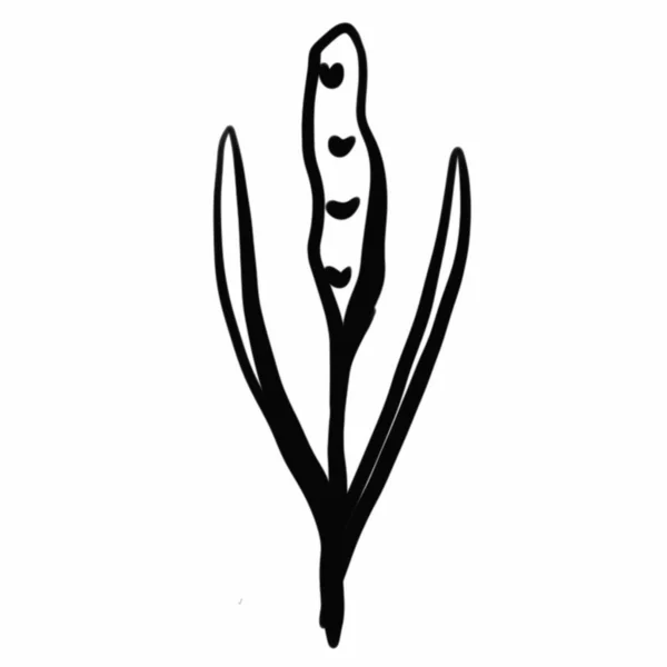 Vegetation Elements Flowers Doodles Linear Black Outline Drawing Dried Flower — Stockfoto