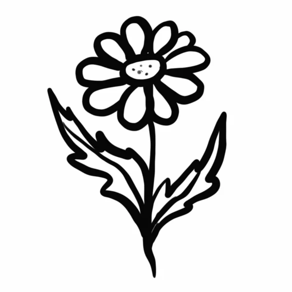 Vegetation Elements Flowers Doodles Linear Black Outline Drawing Dried Flower — Stockfoto