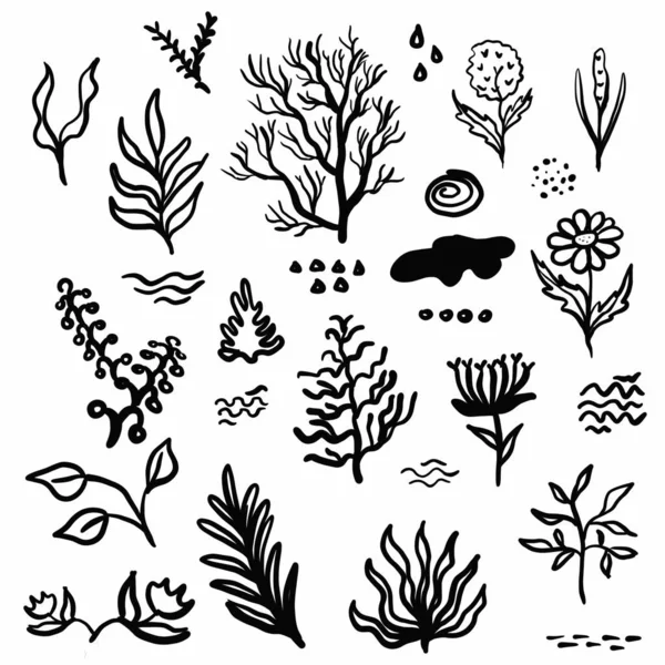 Vegetation Elements Flowers Doodles Linear Black Outline Drawing Dried Flower —  Fotos de Stock