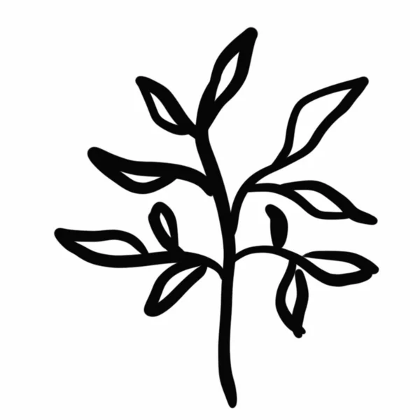 植物元素 线形黑色草图 森林花 锯齿状花序 波浪形线条 植物学 花卉学 — 图库照片