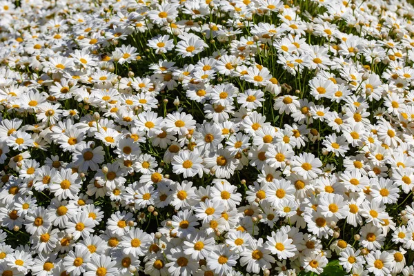 Blossom Daisy Flowers Background White Chamomiles Garden Gardening Concept — Fotografia de Stock