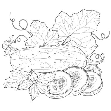 Yapraklı ve çiçekli salatalıklar. Çocuklar ve yetişkinler için boyama kitabı antistresi. Resimler beyaz arka planda izole edildi. Zen-karmaşası tarzı. Siyah beyaz çizim. El çizimi.