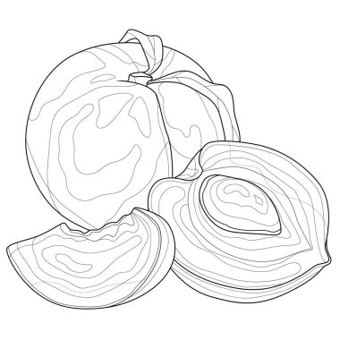 Şeftali. Meyve. Çocuklar ve yetişkinler için boyama kitabı. Resimler beyaz arka planda izole edildi. Zen-karmaşası tarzı. Siyah beyaz çizim. El çizimi.