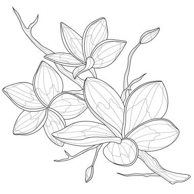 Plumeria çiçekleri. Çocuklar ve yetişkinler için boyama kitabı antistresi. Zen-karmaşası tarzı. Siyah-beyaz çizim. El çekme.