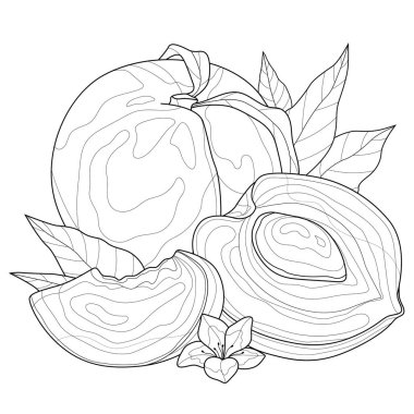 Şeftali. Meyve. Çocuklar ve yetişkinler için boyama kitabı. Resimler beyaz arka planda izole edildi. Zen-karmaşası tarzı. Siyah beyaz çizim. El çizimi.