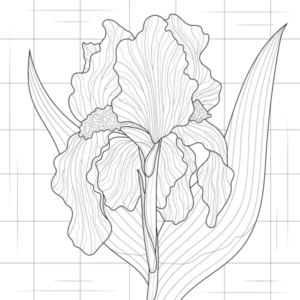 Iris Flower Coloring Book Antistress Children Adults Illustration Isolated White — Image vectorielle