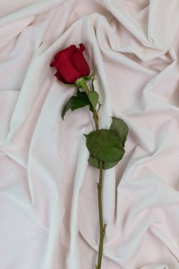 Uzun saplı kırmızı bir gül ve stüdyoda kırışıklıkları olan beyaz bir kumaşın üzerinde yatan yapraklar, çiçek yaprakları, romantik sevgililer günü hediyesi, aşk ve doğa.