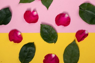 Pembe gül yaprakları ve taze yaprakları olan arka plan detayları, iki renk arka planı olan çiçek tasarımı, doğa ve tarz
