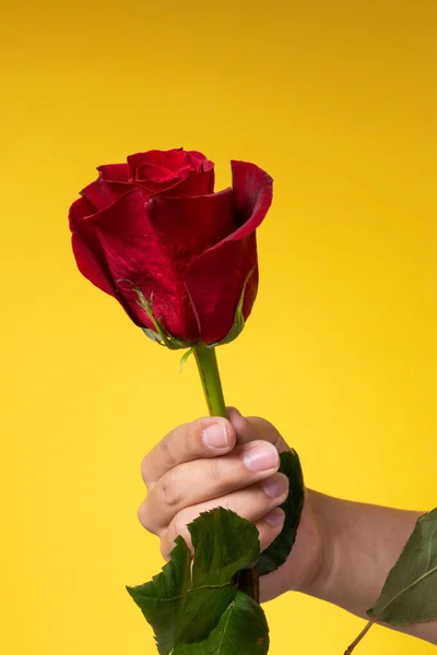 details of a person\'s hand holding a red rose with long stem, studio with colorful background, beauty of nature, close up to the petals of the natural flower