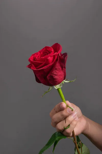 Details Person Hand Holding Red Rose Long Stem Fresh Leaves — Stock Photo, Image