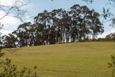Günün panoramik manzarası, tepede ağaçlar, bulutlar ve çimlerle kaplı gökyüzü, güzel doğa manzarası, tarladaki bir parkın arka planı.
