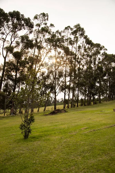 Prachtig Landschap Buiten Met Bomen Gras Natuur Park Bij Zonsondergang — Stockfoto