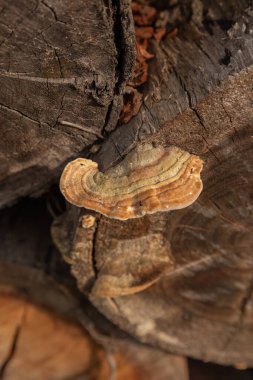 Kesik bir ağaç gövdesinin makrosu, büyüyen bir mantarla, doğayla ilgili detaylar, soyut çizgileri olan duvar kağıdı.