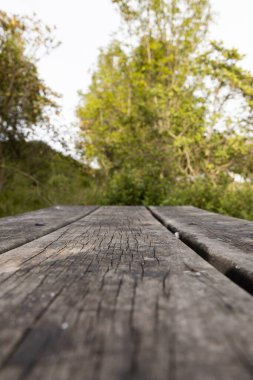 Güneşli bir günde doğa sahnesi, ahşap ahşap desenli bir ormanda ağaçlar, kırsal ve doğal bir manzara, manzara.