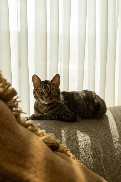 Cat Rested Tabby Fur Lying Sofa Sunbathing Feline Pet Friend — Zdjęcie stockowe