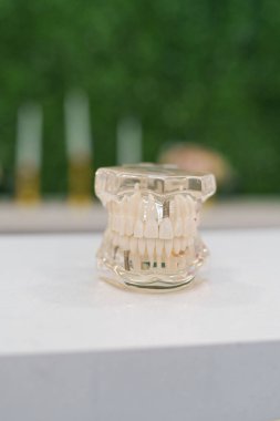 Stüdyoda tıbbi nesnenin detayları, cam protez, didactic makale, diş, azı dişi, diş eti ve ısırık, modern tasarım