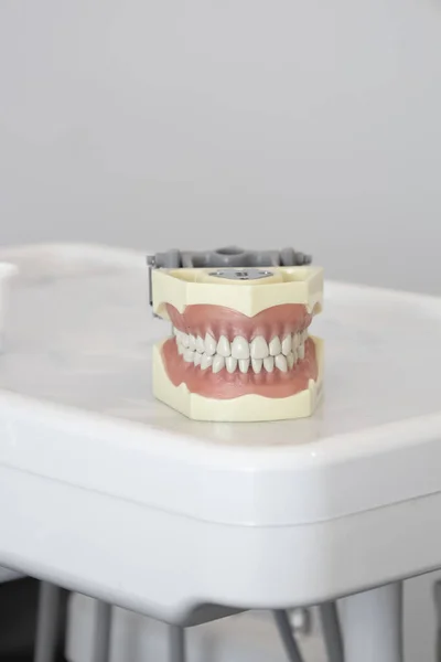 Work Tool Teaching Medicine Plastic Denture Details Teeth Molars Gums — Zdjęcie stockowe