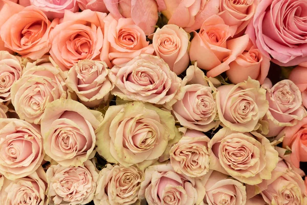 wallpaper of several fresh pink roses, bouquet of natural flowers with detail in the petals, romantic gift for Valentine's Day and special dates