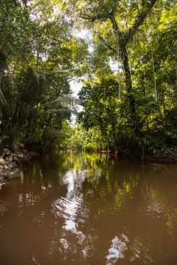 landscape of beautiful tropical jungle on the edge of a river, scenic landscape of nature on a sunny day, beautiful trees, wallpaper of tourist places