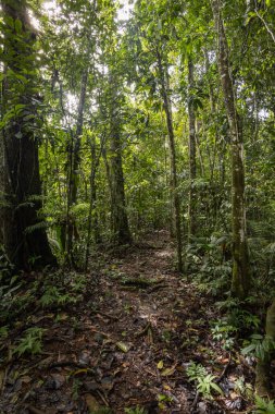 Ağaçları, taze yaprakları, dalları, çalıları ve güneş ışınları olan doğal bir park.
