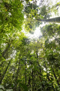 environment surrounded by trees, leaves, trunk, branches and moss on a sunny day in a jungle, outdoor nature wallpaper, jungle