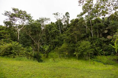 landscape of a tropical forest with grass in the day, wallpaper of nature outside, different trees, bushes and weeds