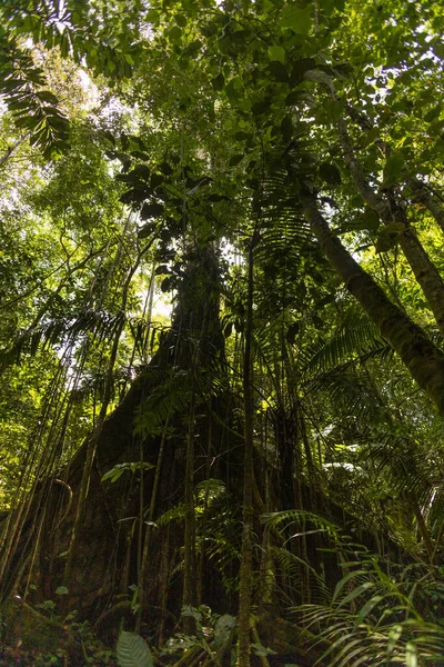 Details Leafy Tree Surrounded Plants Branches Fresh Leaves Tropical Forest — Stok fotoğraf