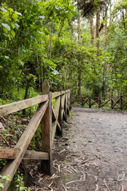 park with trees in the day and wooden railings, beauty of nature, landscape as wallpaper, environment