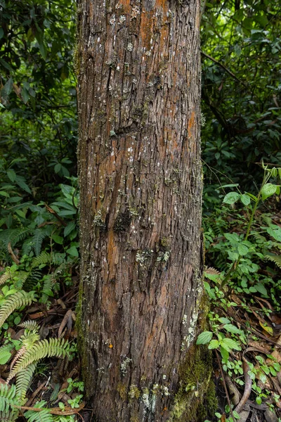 tree trunk with moss, bark texture, plants background, nature wallpaper