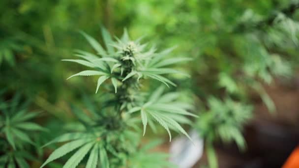 Medicinal Organic Plant Leaf Agriculture Environment Marijuana Fresh Nature Wallpaper — Stock video