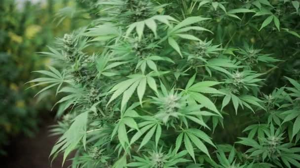 Details Plantation Medicinal Organic Plant Agriculture Environment Marijuana Detail Leaves — Stock video