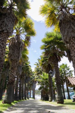 Güneşli bir günde ağaçlarla çevrili güzel tropikal bir manzara, turistik bir yer, park ortamı