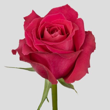 Yapraklı kırmızı gül kafası, taç yapraklarının ayrıntıları, stüdyodaki doğal tutku çiçekleri, kesilip atılmış arka plan, katalog aşkı hediyesi.