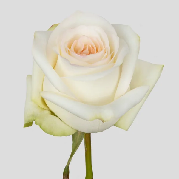 Biała Róża Kwiat Spokoju Szczegółami Płatków Tekstury Studio Wycięte Tło — Zdjęcie stockowe