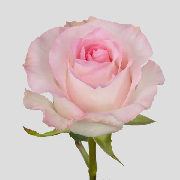 pink rose with stem and leaf, detail of the petals, natural flower in studio with detail in texture, cut out background, nature with aroma as decoration