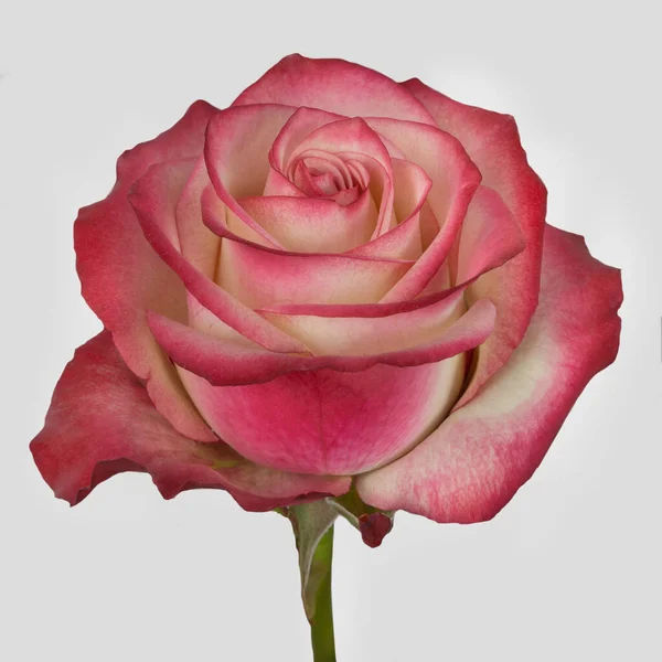 Colorful Pink Rose Detail Petals Texture Natural Flower Studio Cut — Stock Photo, Image