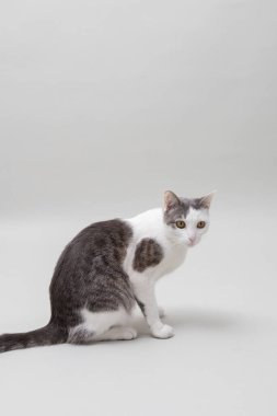 iki renkli evcil kedi stüdyoda oturuyor, kürklü evcil hayvan, güzel kedi, arka plan olarak hayvan resmi.