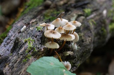 Ağaçların altında büyüyen mantarlar gizli bir ormanın derinliklerinde